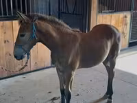 Caballo, Rocky Mountain Horse — foto 8
