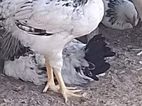 Chickens — Foto 1