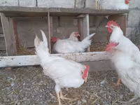 Chickens — 3-сурет