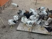 خيول (دفعة، الجنس غير محدد), الخيول — الصورة 1
