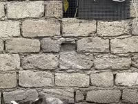 үйрек тұқымды мускус тауық — 4-сурет