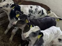 Toro, Ganado vacuno — foto 3
