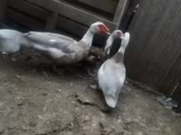 Ducks — Foto 3