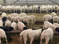 Carnero, Dorper sheep — foto 3