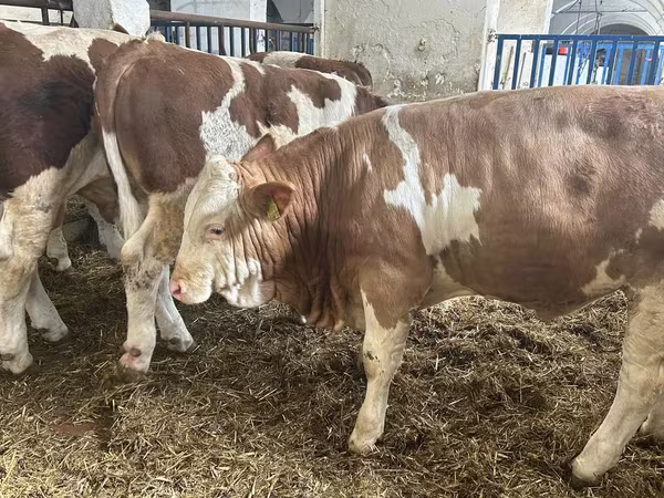Toro, Simmental cattle