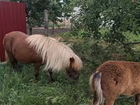 Stute, Australian Pony — Foto 5