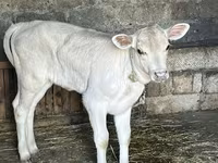 Cow, Cattle — photo 2