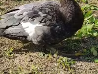 Ducks — Foto 4
