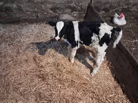 Toro, Russian Black pied cattle — foto 1