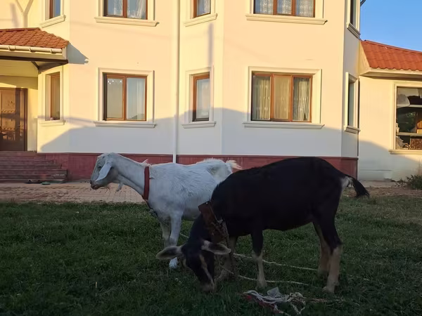 Ziege, Saanen goat