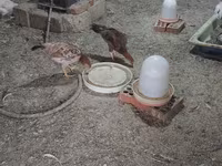 Chickens — الصورة 3