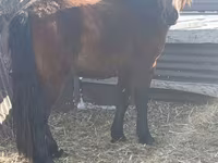 Кінь, Mugalzhar horse — фото 2