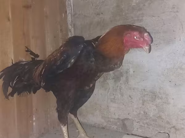 Chickens