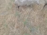 Oveja, Ovejas — foto 4