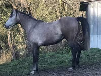 حصان, Arabian horse — الصورة 3