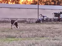 بقرة, Russian Black pied cattle — الصورة 1