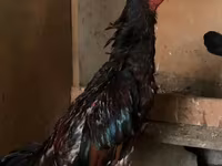 Chickens — 2-сурет