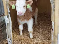 Buğa, Simmental cattle — foto 2