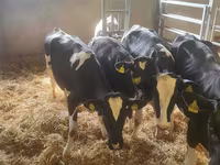 Rinder (Partie, Geschlecht nicht angegeben), Holstein-Rasse — Foto 1
