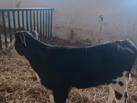 Сиыр, Simmental cattle — 4-сурет