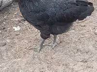 Australian Pit Game fowl — Foto 5