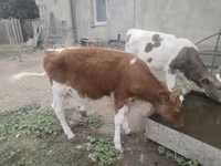Kuh, Simmental cattle — Foto 2