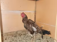 Chickens — Foto 2