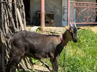 Ешкі, Nubian Goat — 1-сурет