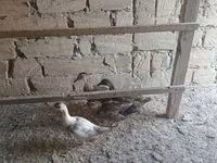 Ducks — Foto 2