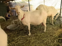 山羊（批次，未指定性别）, Saanen goat — 照片 1