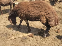 نعجة, Karakul sheep — الصورة 2