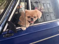 Cins: Pekinges (Pekingese) Rəng: açıq qəhvəyi/qızılı Cinsiyyəti: erkək — фото 1