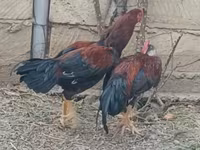 Chickens — 1-rasm