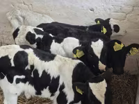 Toro, Raza Holstein — foto 3