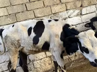 Корова, Russian Black pied cattle — фото 5