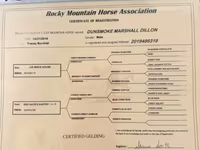 حصان, Rocky Mountain Horse — الصورة 8