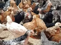 Chickens — Foto 5