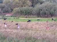 Ziege, Nubian Goat — Foto 1