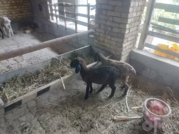 Sheep (batch, sex not specified), Sheep