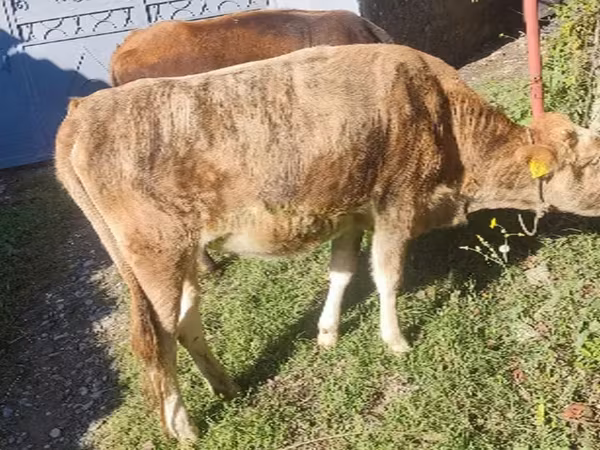 Kuh, Simmental cattle