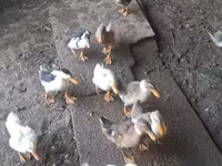 Ducks — الصورة 6