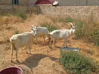 Коза, Saanen goat — фото 3