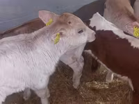 Bulle, Simmental cattle — Foto 6
