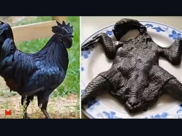 Аям чемани