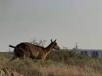 Cow, Cattle — photo 1