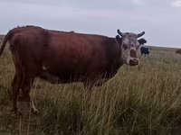 Sigir, Latvian Blue cattle — 5-rasm