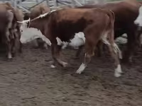 Kuh, Latvian Blue cattle — Foto 6