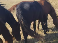 Stute, Horse breed — Foto 5