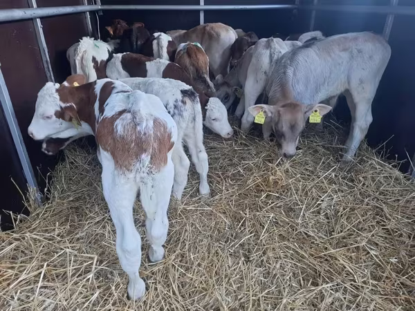 Bulle, Simmental cattle