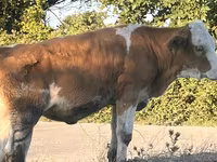 بقرة, Simmental cattle — الصورة 6